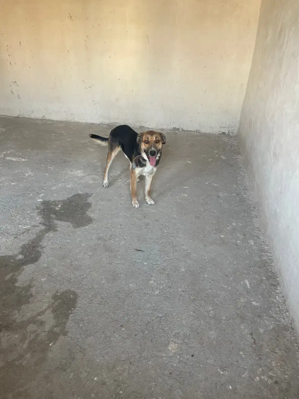 سگ نگهبان|سگ|رباط‌کریم, حصار مهتر|دیوار