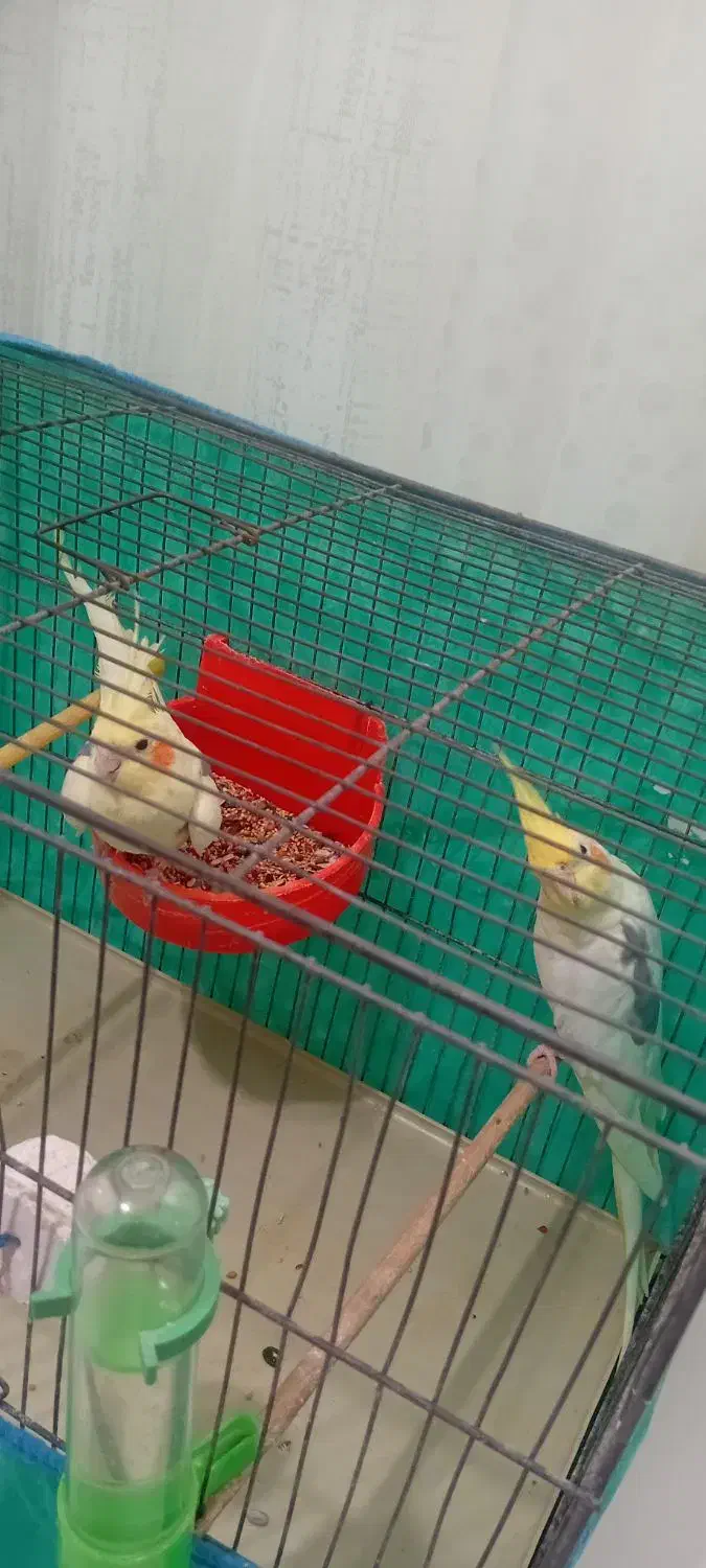 عروس هلندی|پرنده|رشت, کوی امام رضا|دیوار