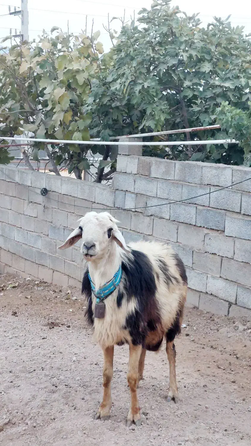 قوچ افشاری پلنگی زیباترین نژاد برتر|حیوانات مزرعه|صحنه, |دیوار