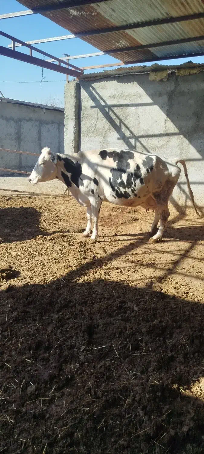 ماده گاو|حیوانات مزرعه|چناران, |دیوار