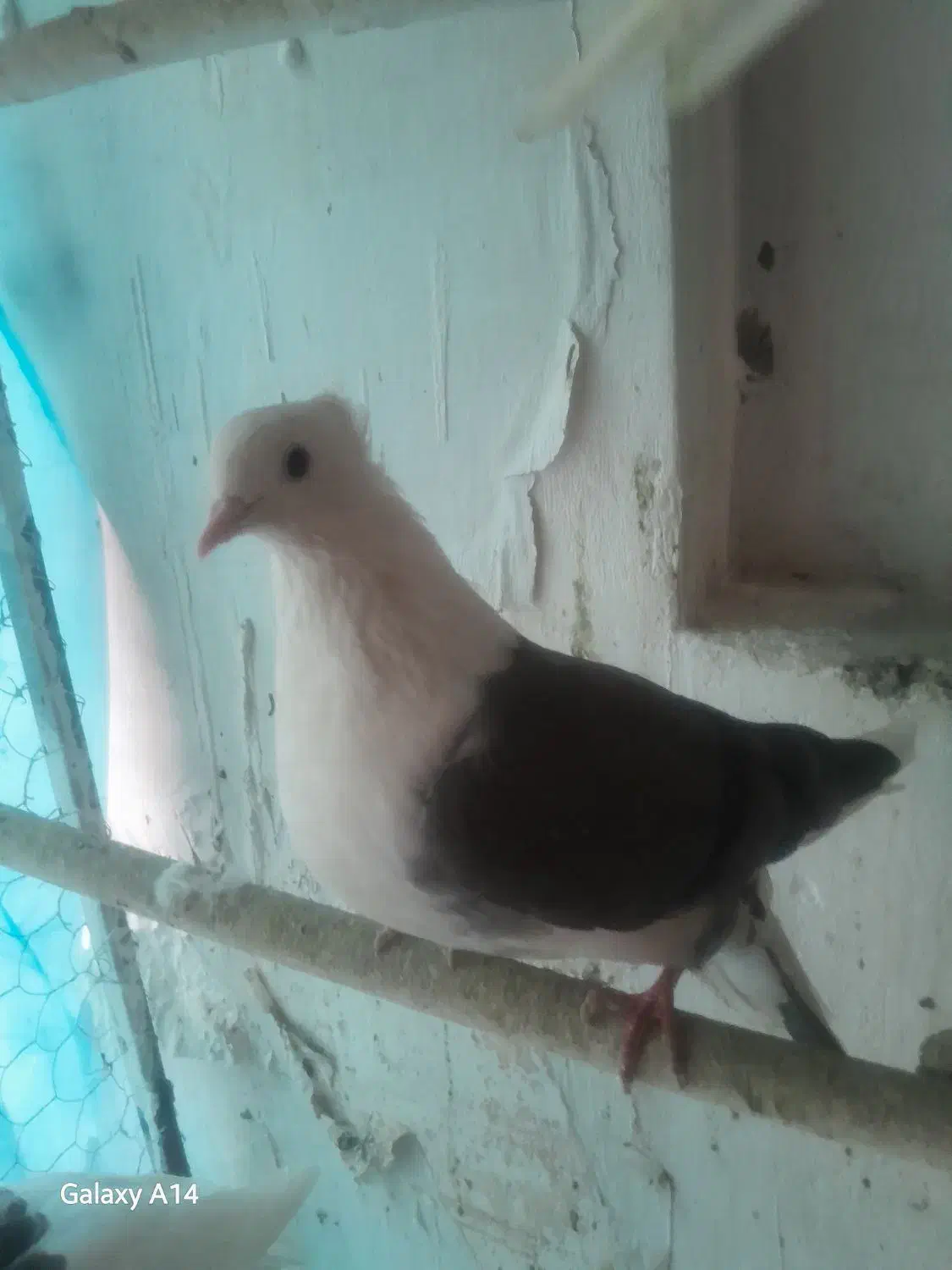 دوعد ماده پشتدار سیاه و سبز|پرنده|تهران, جوادیه تهرانپارس|دیوار