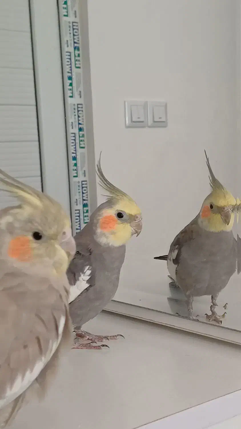 عروس هلندی جفت|پرنده|لاهیجان, لیالستان|دیوار