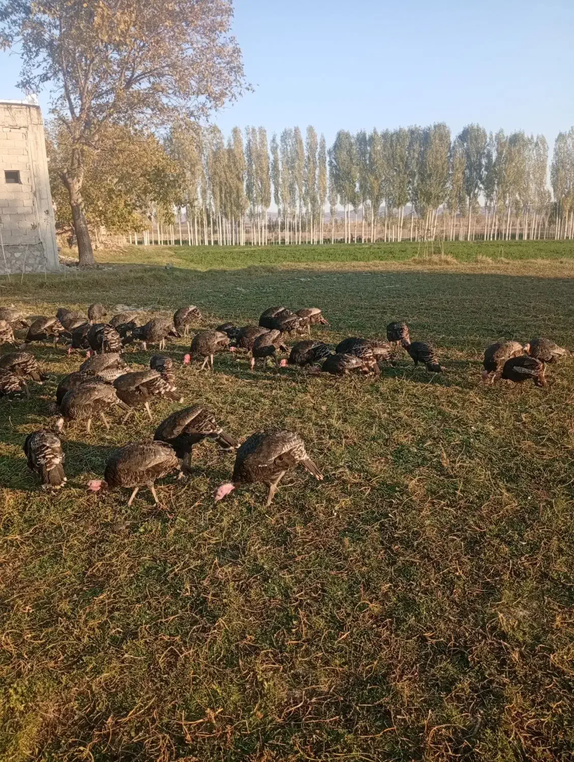 پرنده بوغلمو|حیوانات مزرعه|ارشق, |دیوار