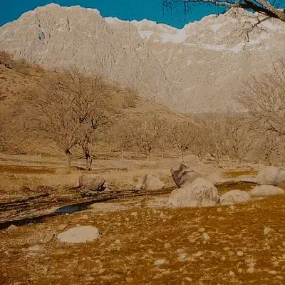 بز گوسفند|حیوانات مزرعه|پاتاوه, |دیوار