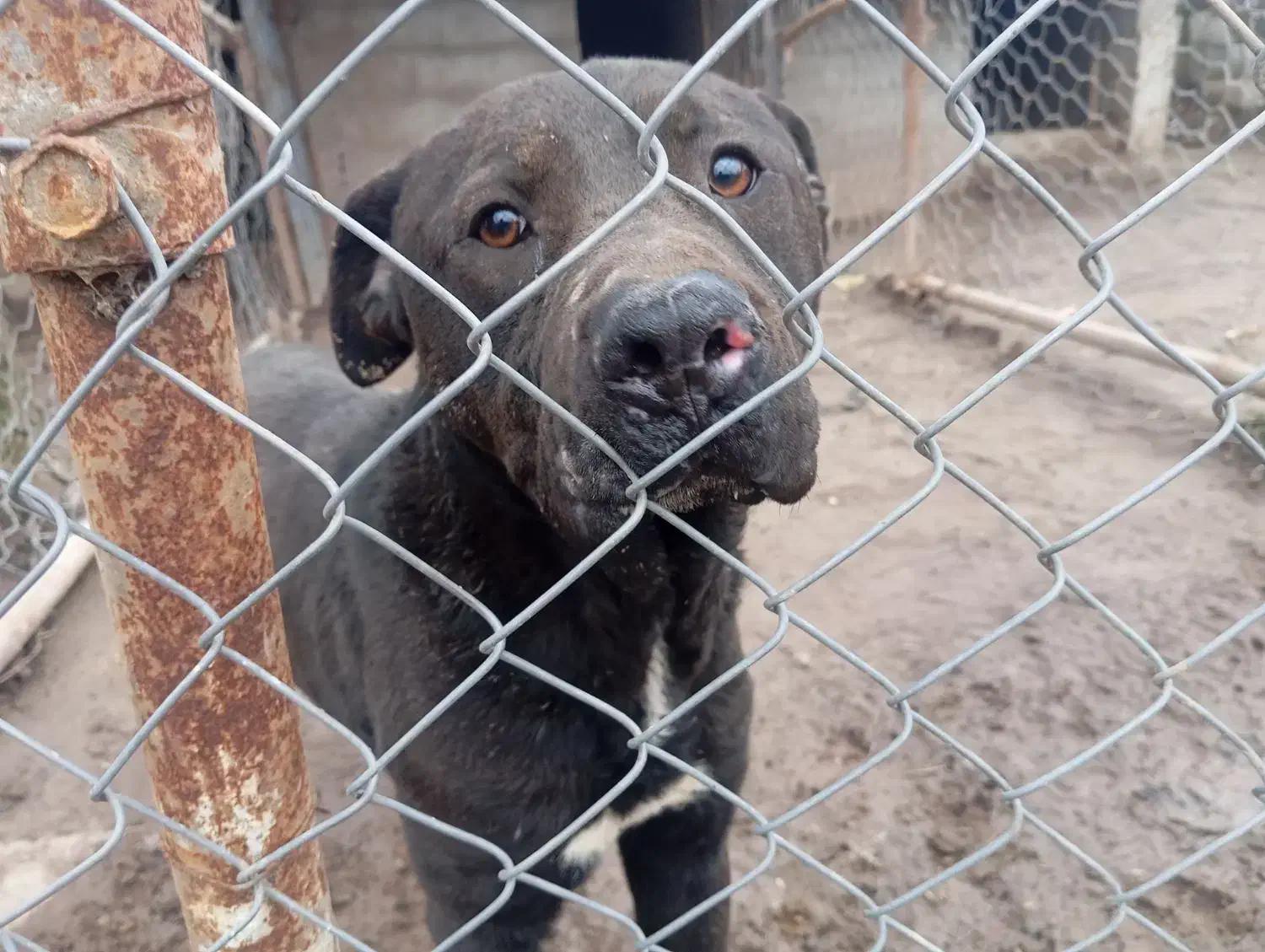 توله نگهبان خفن|سگ|آستانه اشرفیه, |دیوار