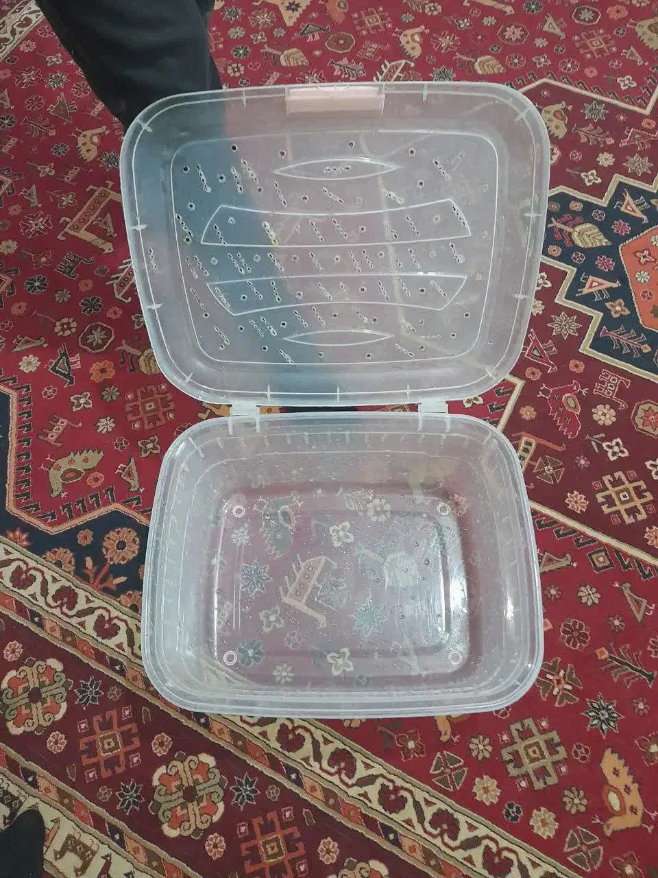 باکس حلزون|خزنده|قم, هفت تیر|دیوار