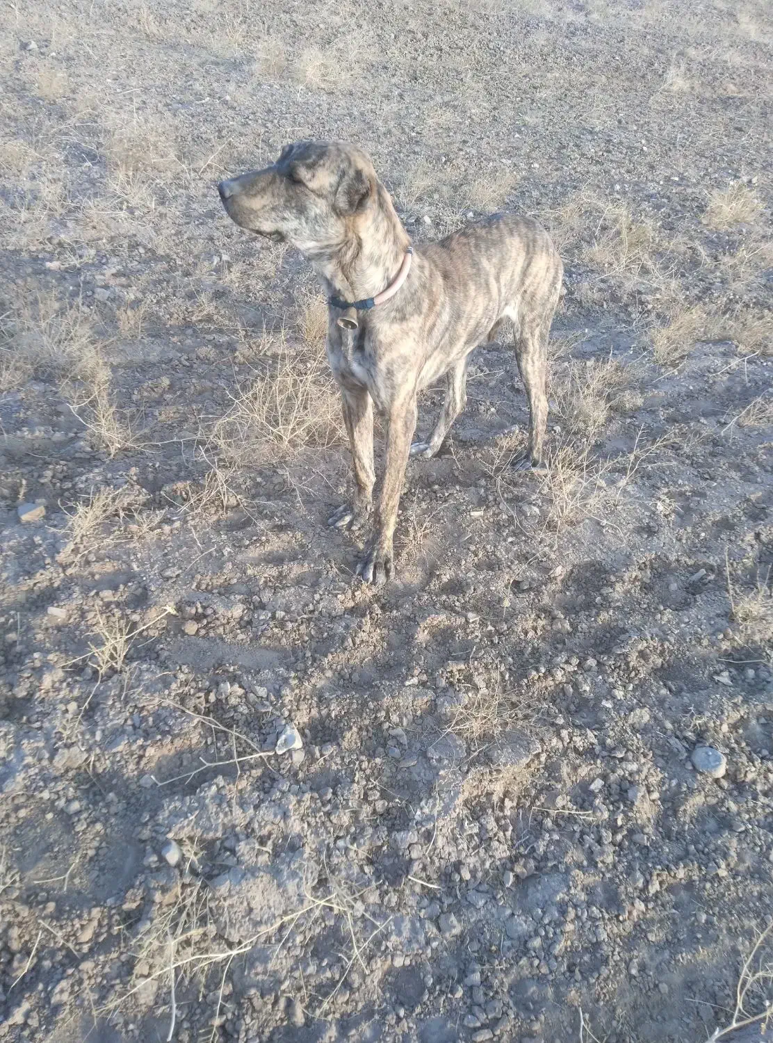 سگ.|سگ|تربتحیدریه, آسایش|دیوار