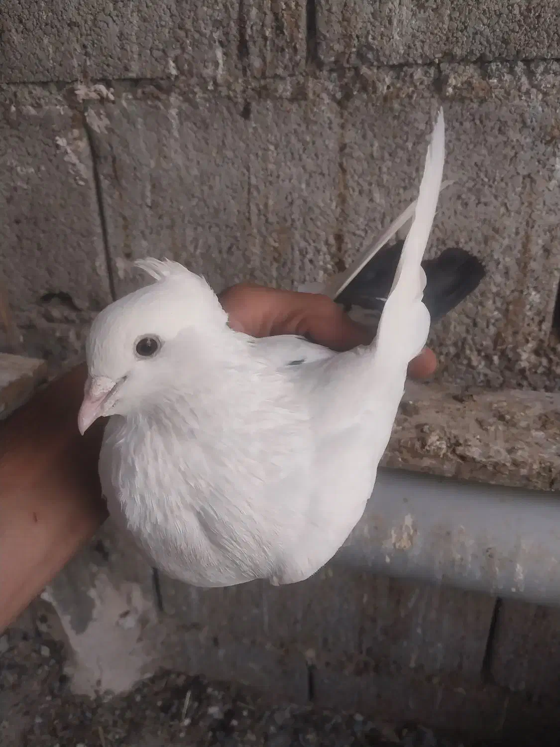 کبوتر سفید دم مشکی کاکلی پاپر|پرنده|اصفهان, جوزدان الیادران|دیوار