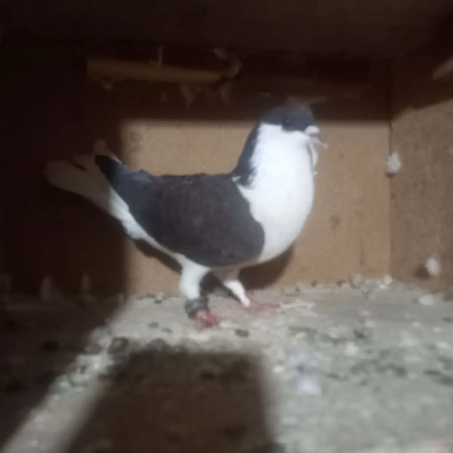 کبوتر ساده سیاه|پرنده|خاش, |دیوار