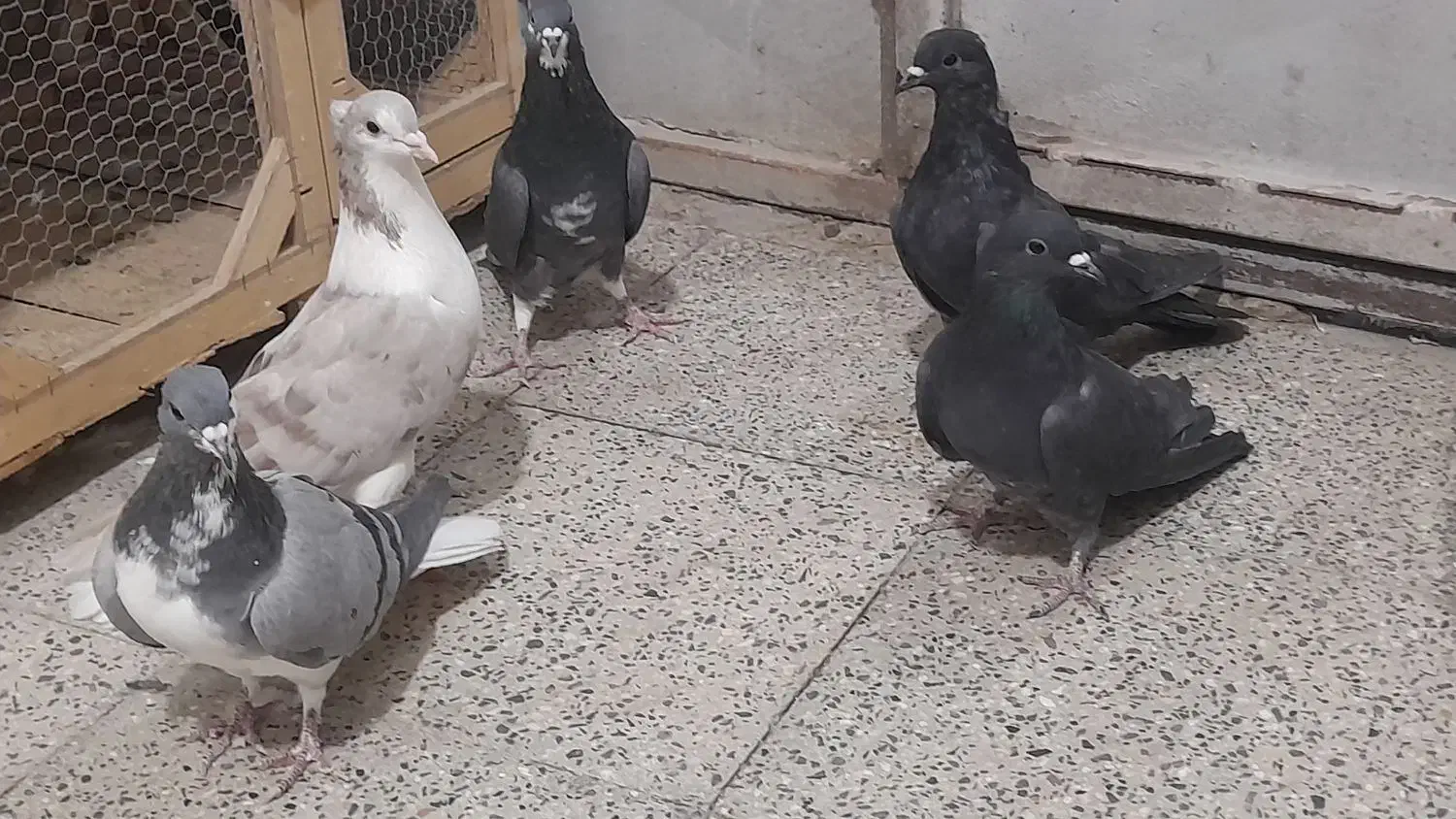 کفتر دمگیر پر دم دار|پرنده|برخوار, |دیوار