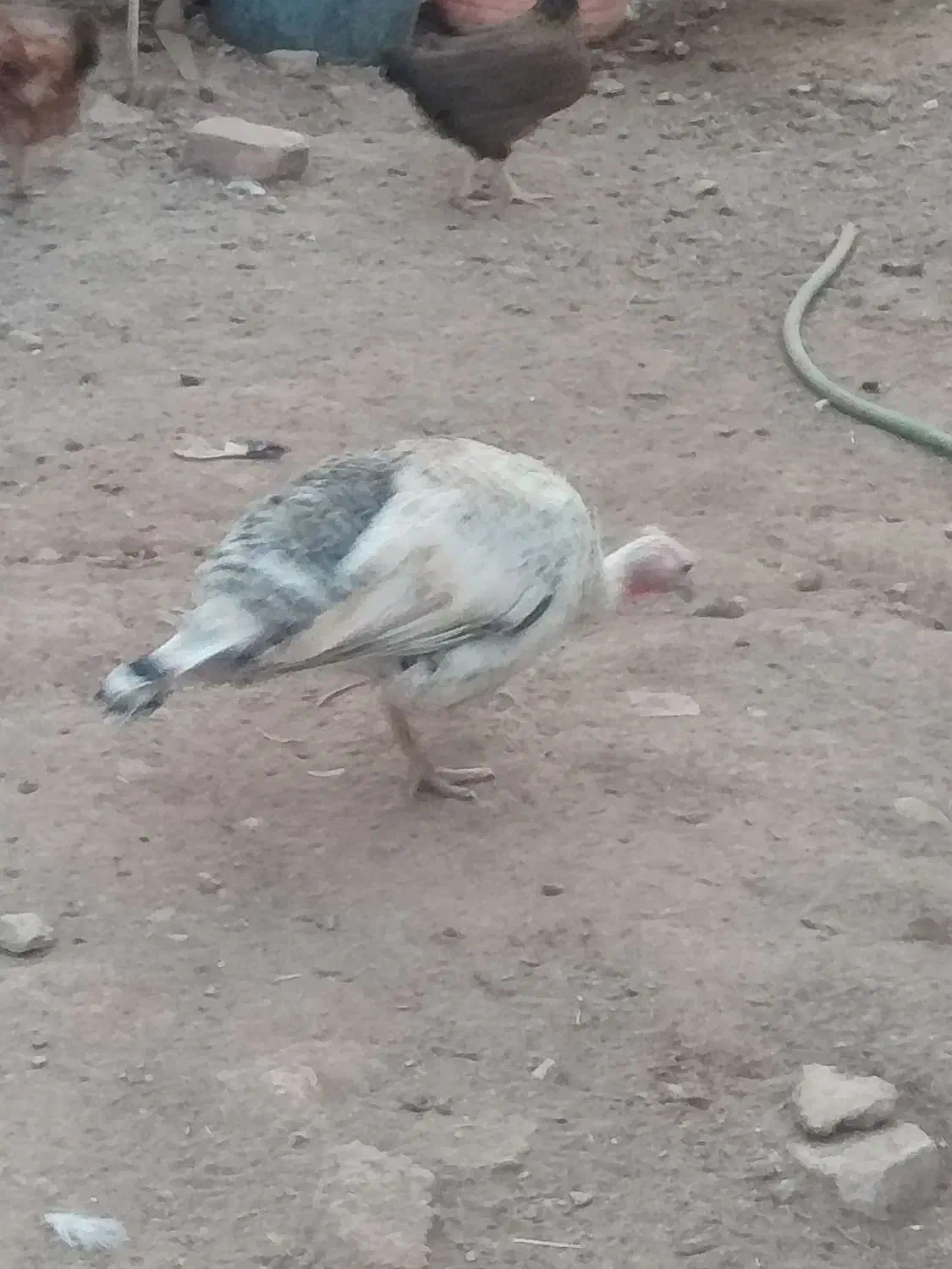 فروش باقیمت مناسب|حیوانات مزرعه|بم, |دیوار