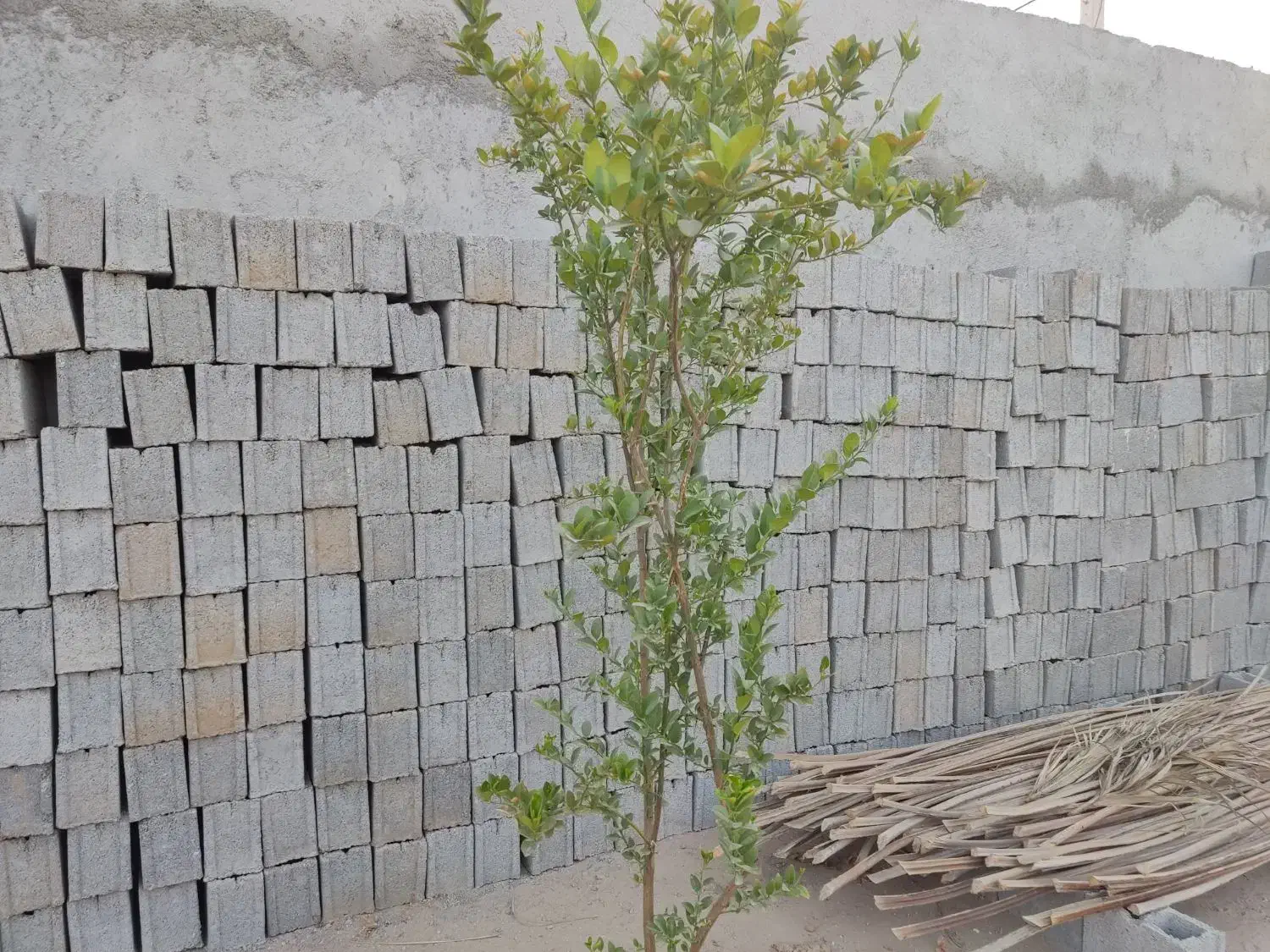 آبپخش ، زمین مسکونی|فروش زمین و ملک کلنگی|آبپخش, |دیوار