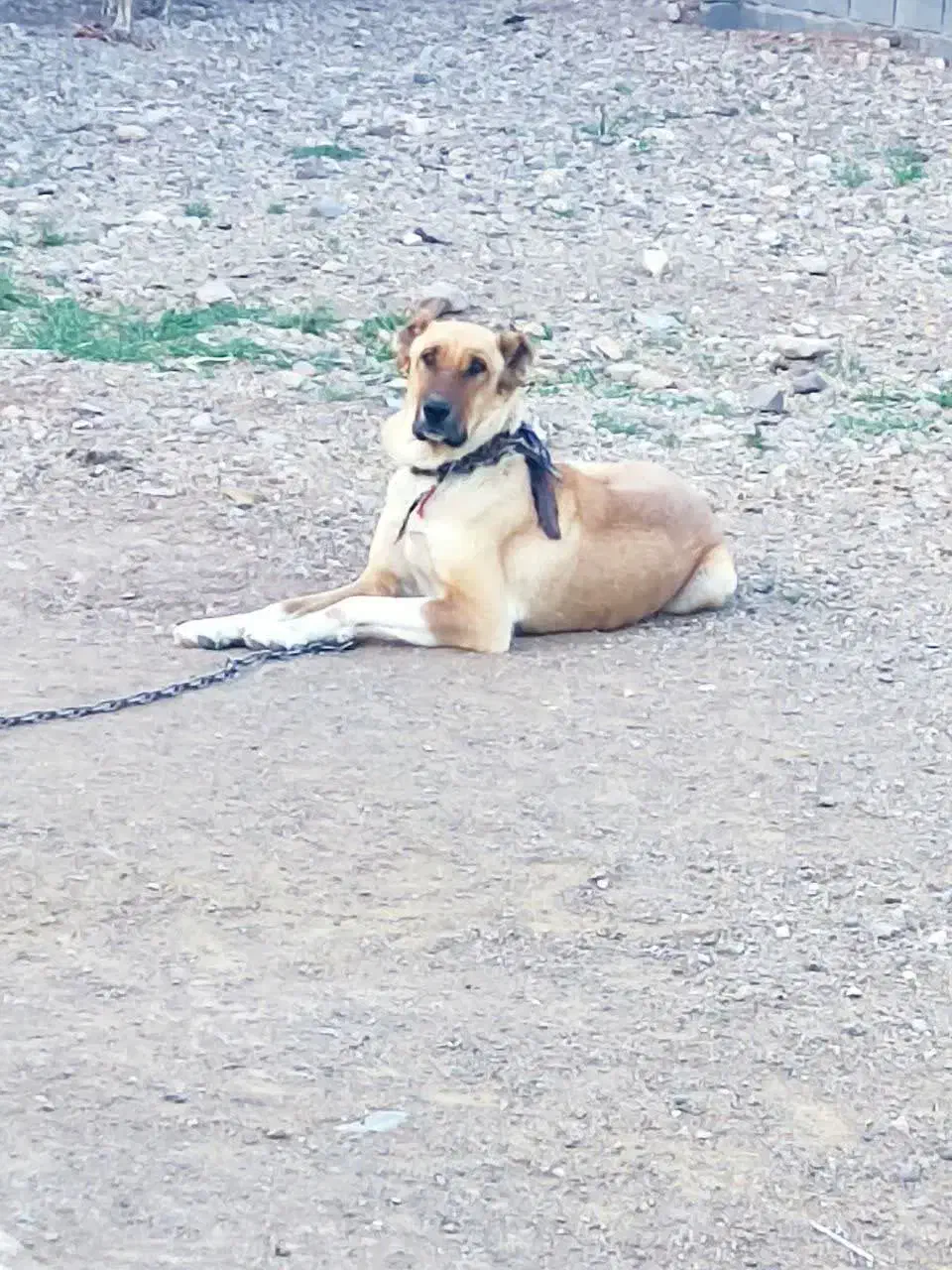 واگذاری سگ ماده گلگی|سگ|تربت جام, مطهری|دیوار