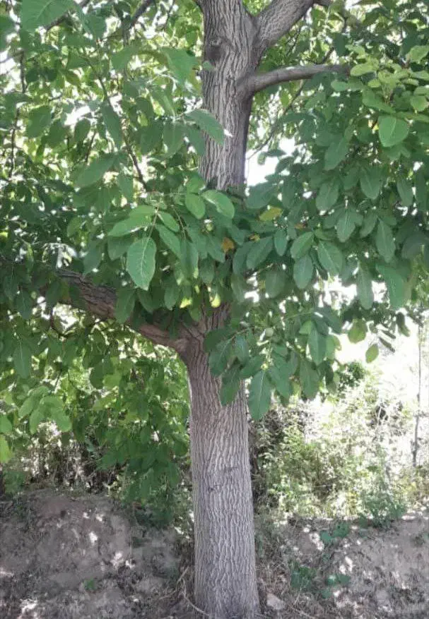 باغچه خیلی زیبا و بارده در روستای جمال آباد ارومیه|فروش دفتر صنعتی، کشاورزی، تجاری|انزل, |دیوار