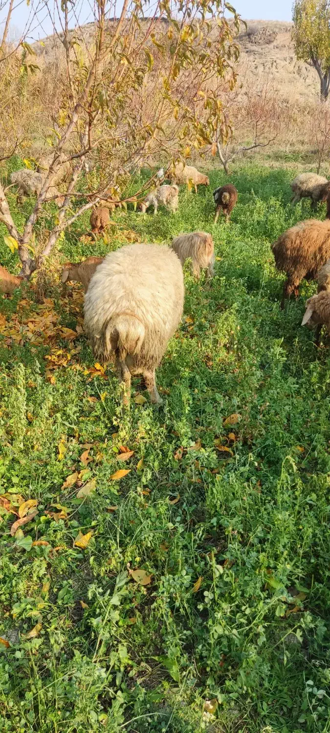 یک‌عدد‌قوچ‌‌دامازدغ|حیوانات مزرعه|مرادلو, |دیوار