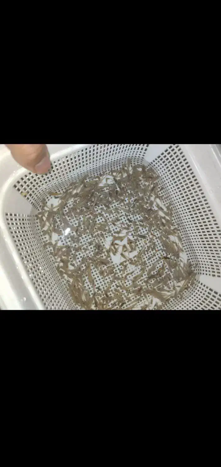 بچه ماهی گوپی|ماهی|بجنورد, |دیوار