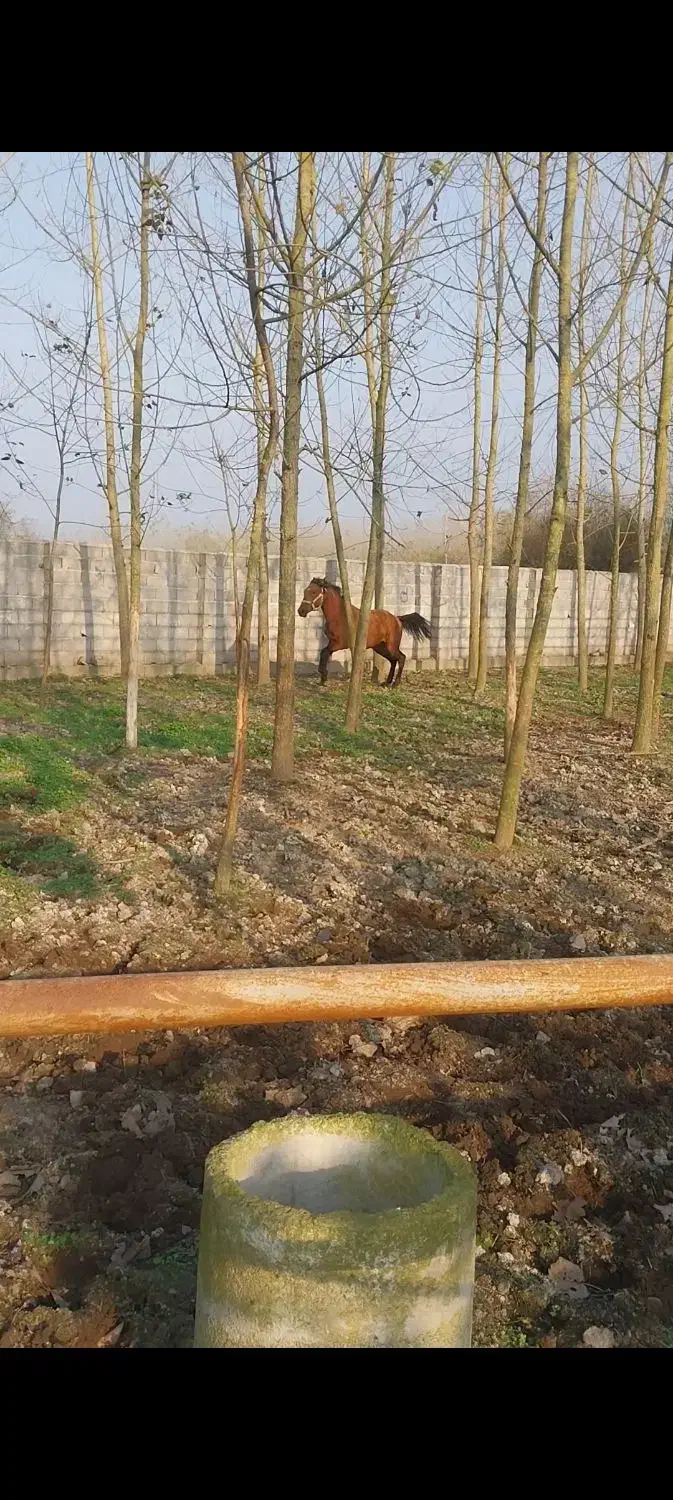 اسب نریان دوساله|اسب و تجهیزات اسب‌سواری|کیاشهر, |دیوار