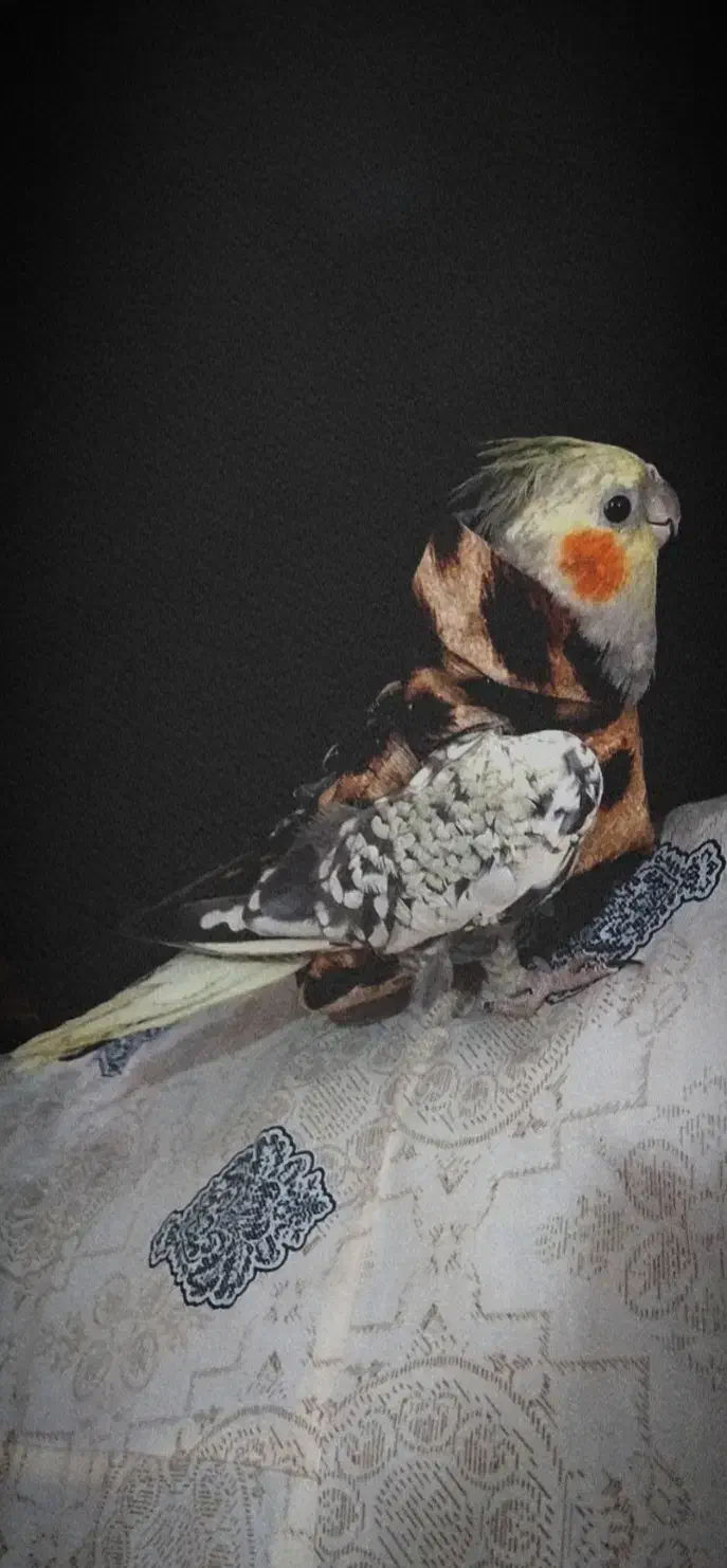 عروس هلندی سخنگو و دستی|پرنده|پارس‌آباد, |دیوار