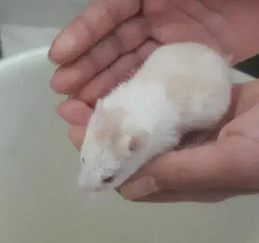 همستر کوچولو|موش و خرگوش|بهبهان, |دیوار