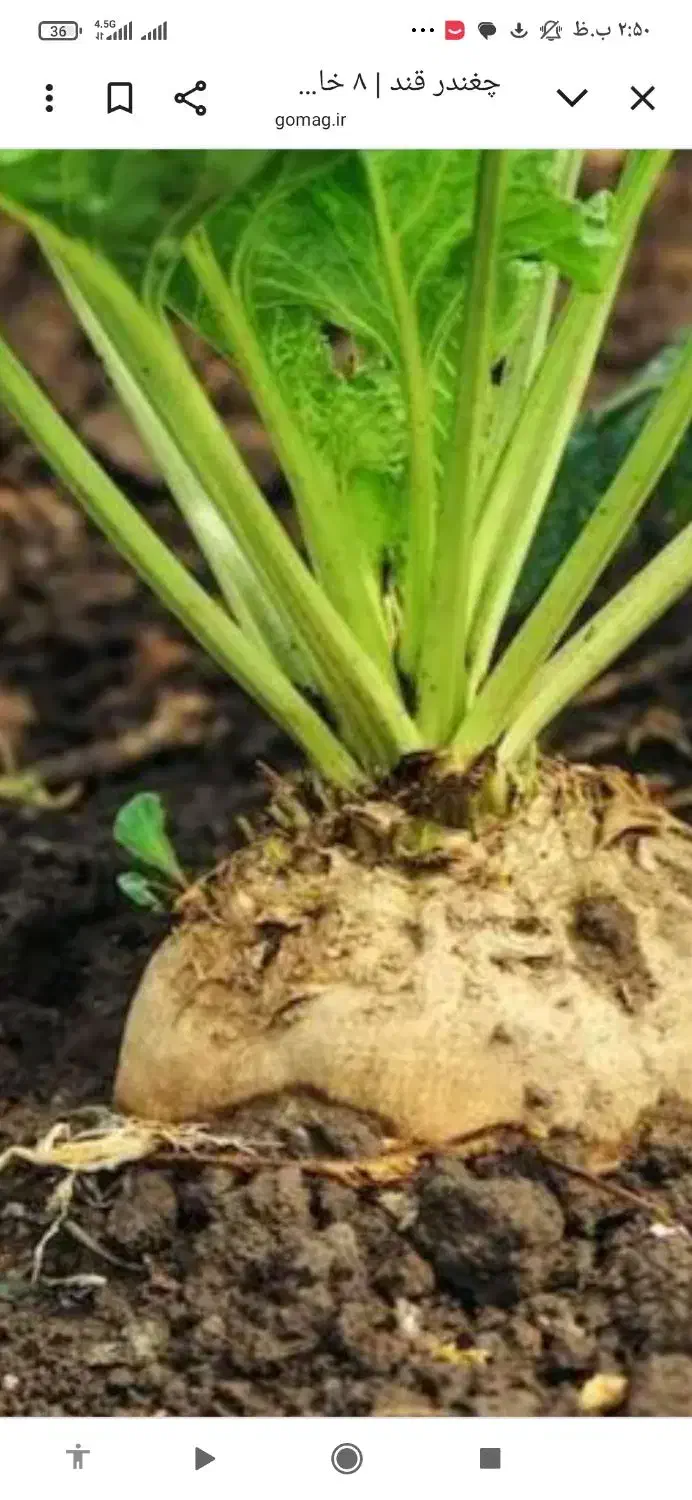 خرید نقدی چغندر قند|خدمات باغبانی و درختکاری|نقده, |دیوار