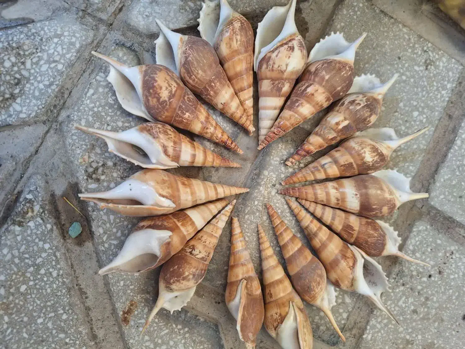 آکواریوم شیشه خم|ماهی|کرمانشاه, |دیوار