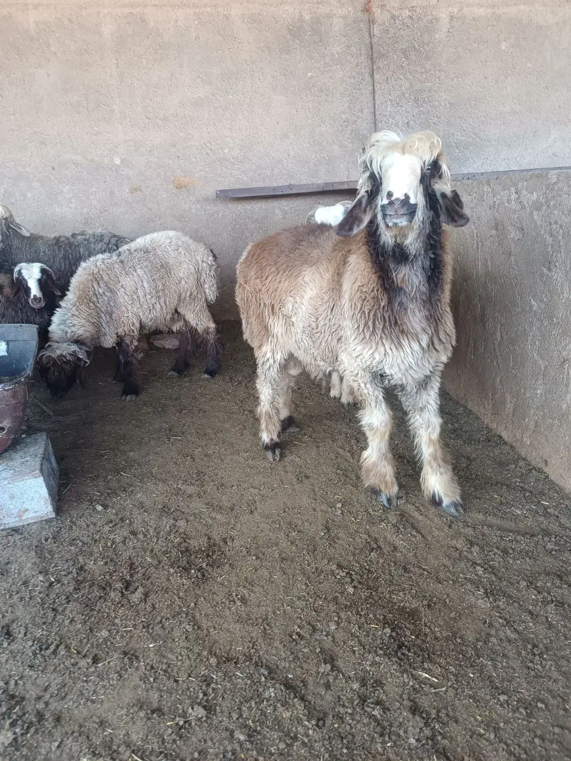 بره نر|حیوانات مزرعه|مرودشت, محمد آباد|دیوار