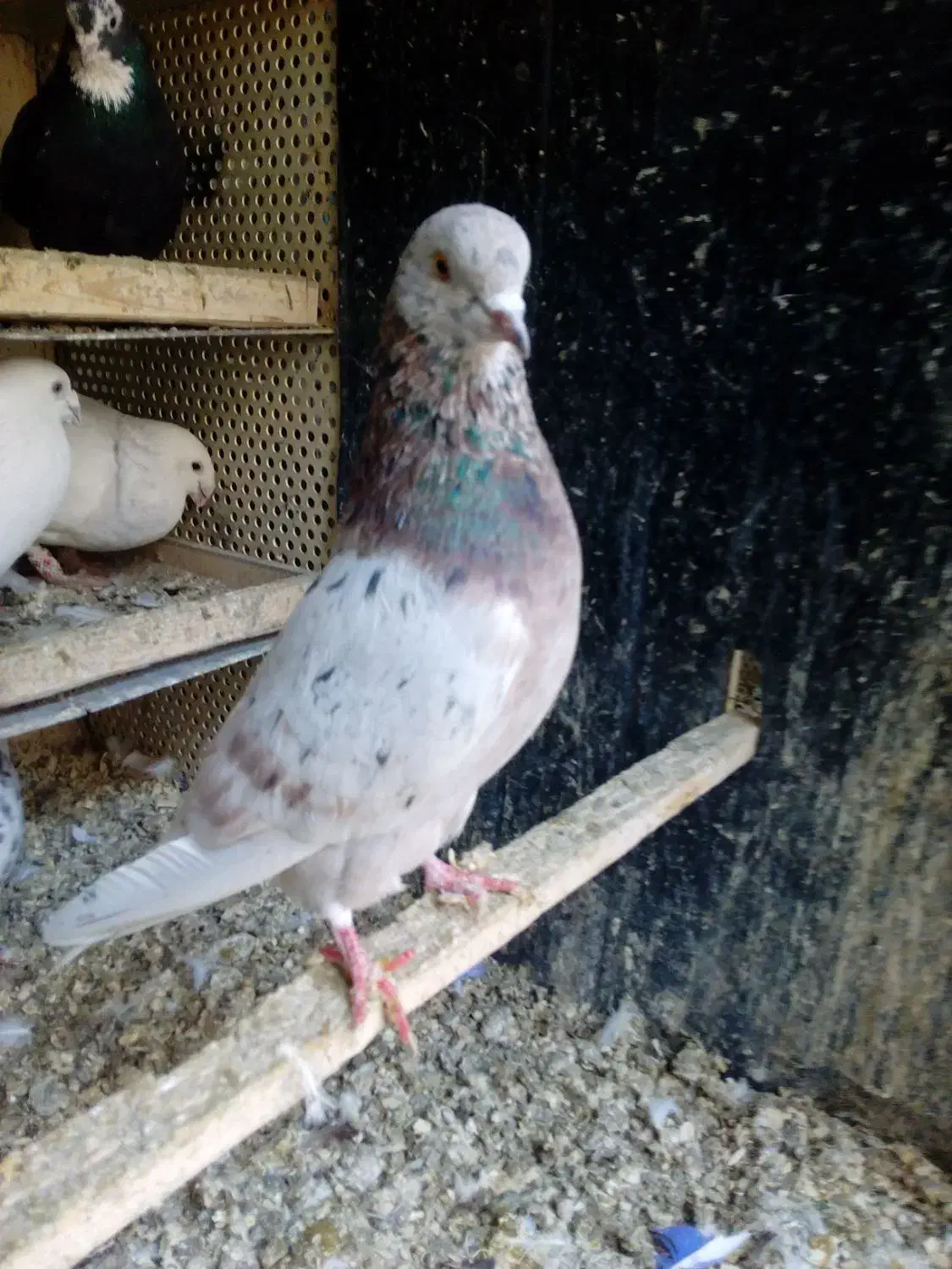 یه جای دور بر ۳۹تا|پرنده|پاکدشت, حصار امیر|دیوار