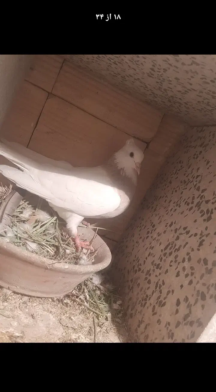 کبوتر طوق|پرنده|جوانرود, |دیوار