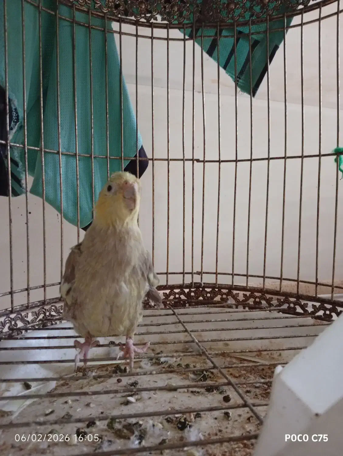 عروس هلندی|پرنده|جم, |دیوار