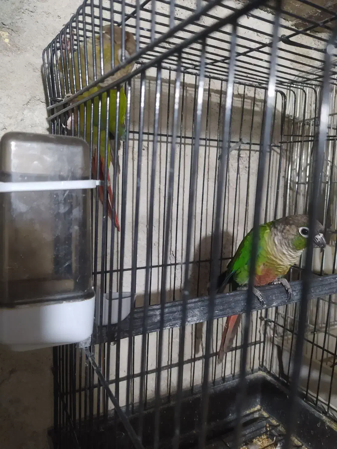 گرینچیک مولد|پرنده|ابهر, |دیوار