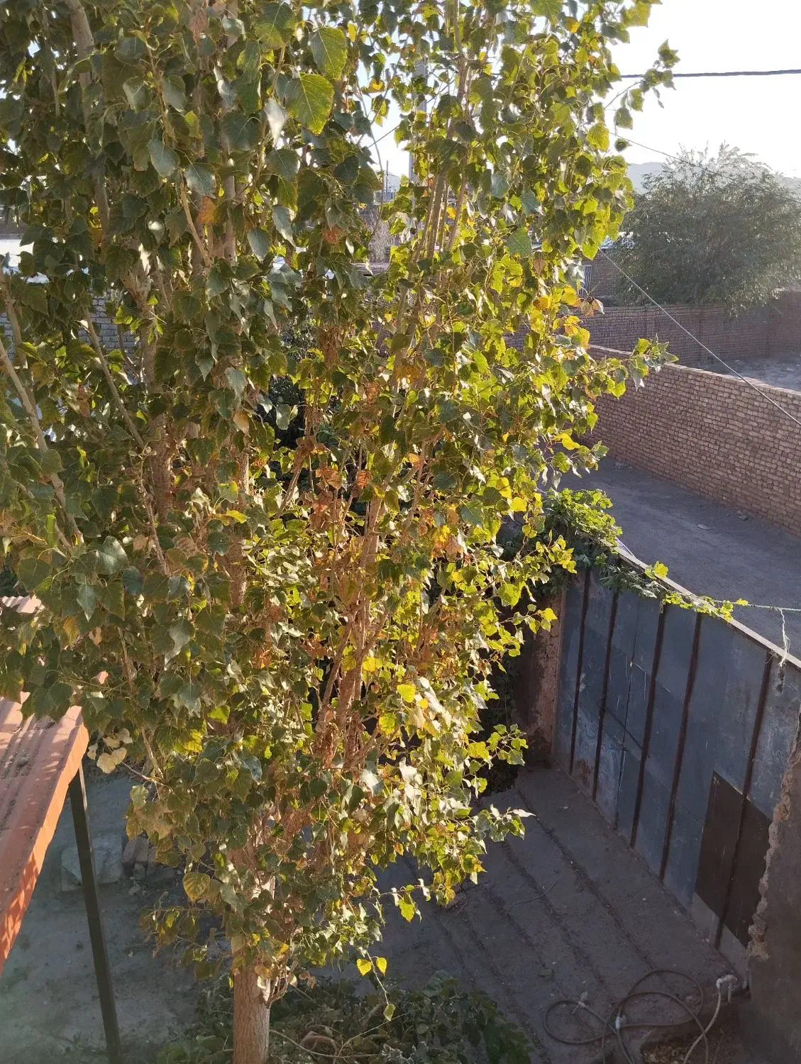 خانه باغ دوبلکس 120متربنا بادرخت واستخر کلا 380متر|فروش خانه و ویلا|زاوه, |دیوار