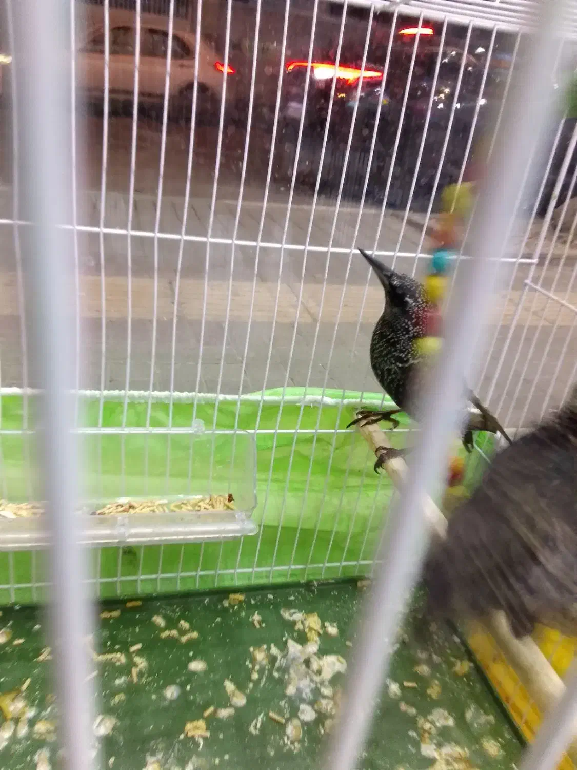 مینا|پرنده|مشهد, شهرک امام هادی (شهرک غرب)|دیوار