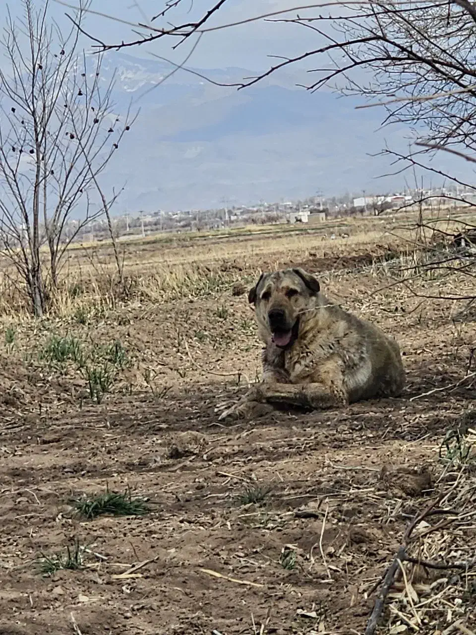 سگ نر|سگ|یامچی, |دیوار