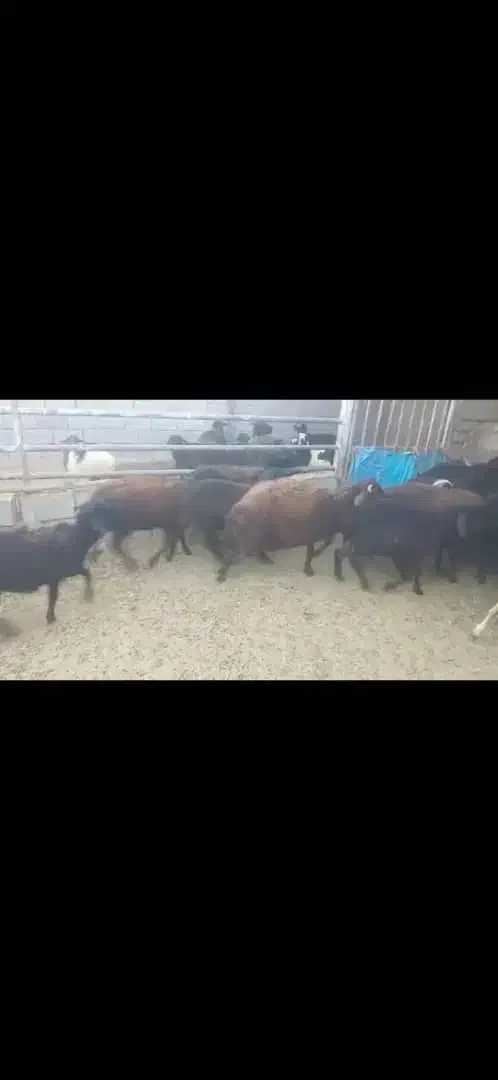 ۲۰راس بره نره افشار|حیوانات مزرعه|ارزوئیه, |دیوار