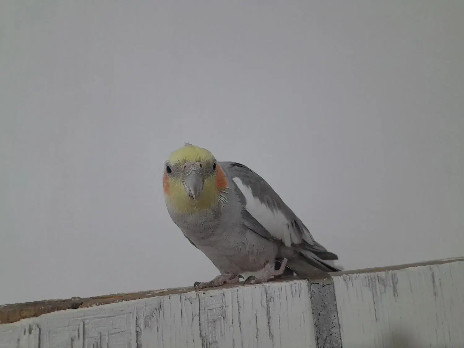 عروس هلندی|پرنده|تربت جام, المهدی|دیوار