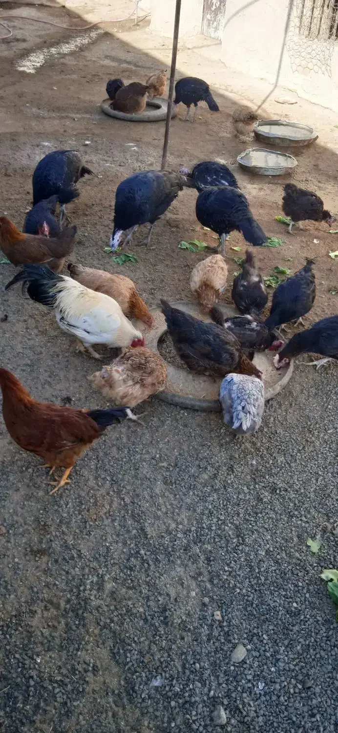 مرغ محلی|حیوانات مزرعه|چهاردولی, |دیوار