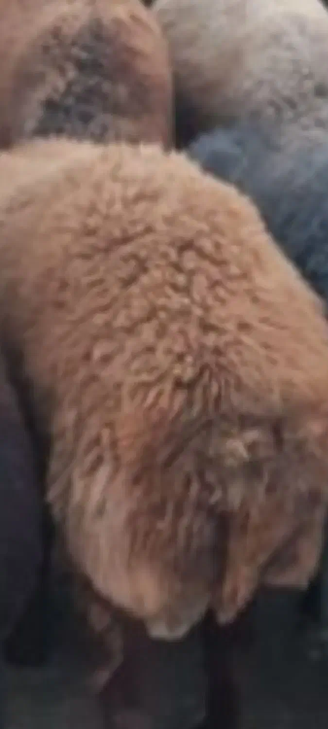 گوسفند وبز|حیوانات مزرعه|پاکدشت, پاکدشت (مامازند)|دیوار