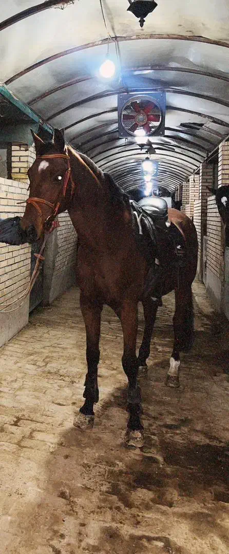 اسب نریون دوسر خارجی|اسب و تجهیزات اسب‌سواری|ری, دیلمان|دیوار