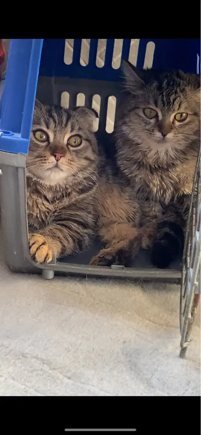 گربه نر و ماده|گربه|کرج, عظیمیه|دیوار