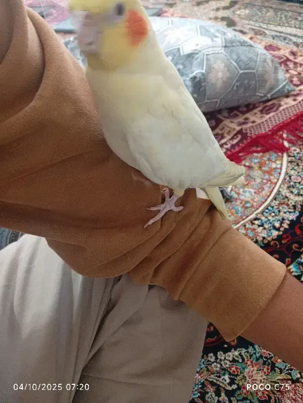 عروس لوتینو معاوضه با زرد کرمونی ماده|پرنده|تربت‌حیدریه, بالا ولایت|دیوار