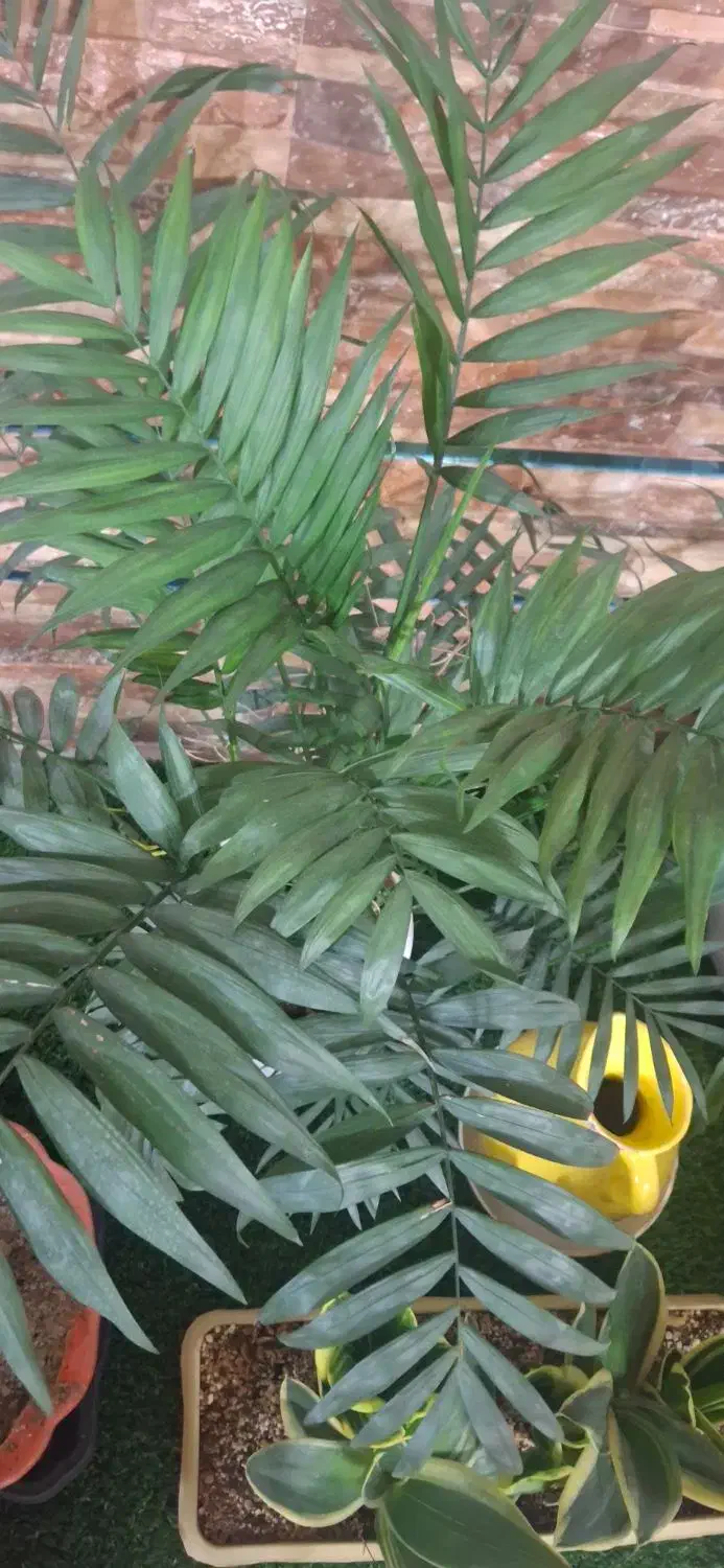 فروش دو عدد فیش حج عمره|تور و چارتر|نجفآباد, قلعه سفید|دیوار