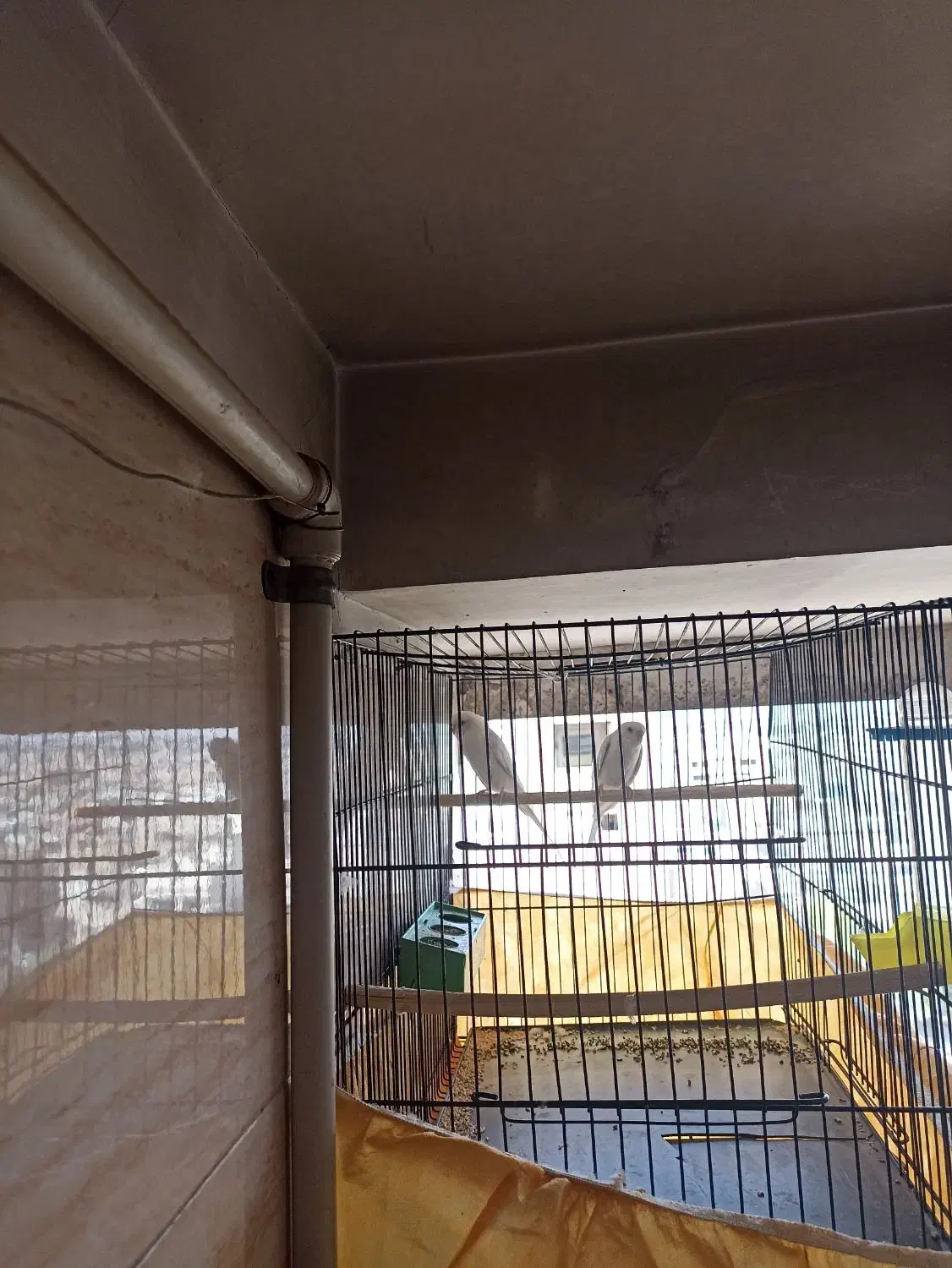 مرغ عشق سفید|پرنده|قم, شهرک مهدیه (مدرس)|دیوار