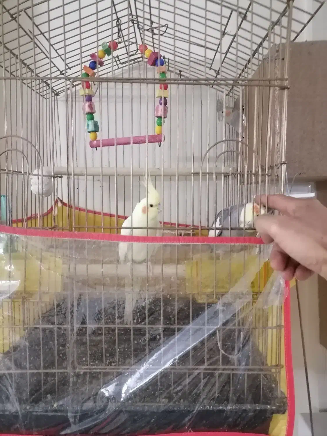 عروس هلندی معاوضه با نقره|پرنده|تهران, سبلان (لشگر)|دیوار