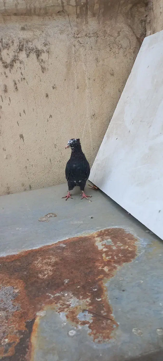 کفتر دمبی|پرنده|لنجان, |دیوار