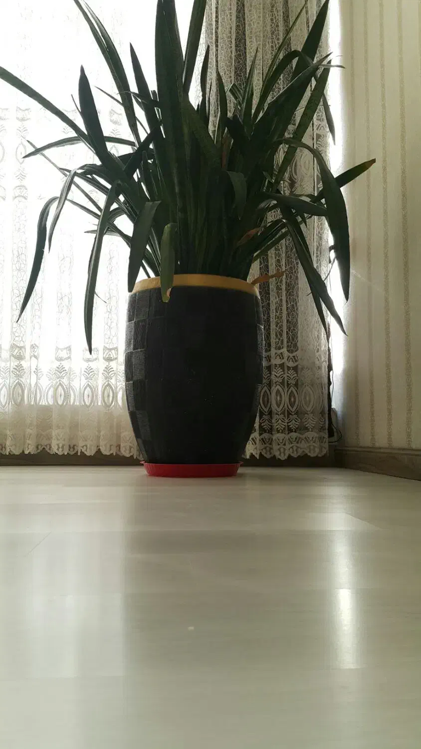 گل سانسوریا|گل و گیاه طبیعی|چرداول, |دیوار