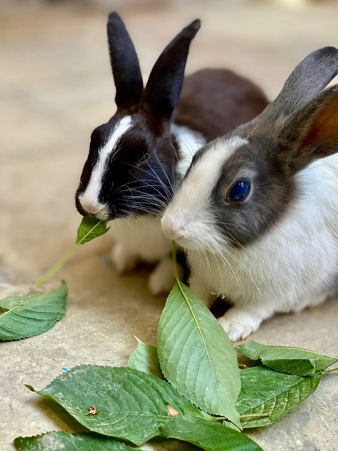 خرگوش|موش و خرگوش|قره ضیاالدین, |دیوار