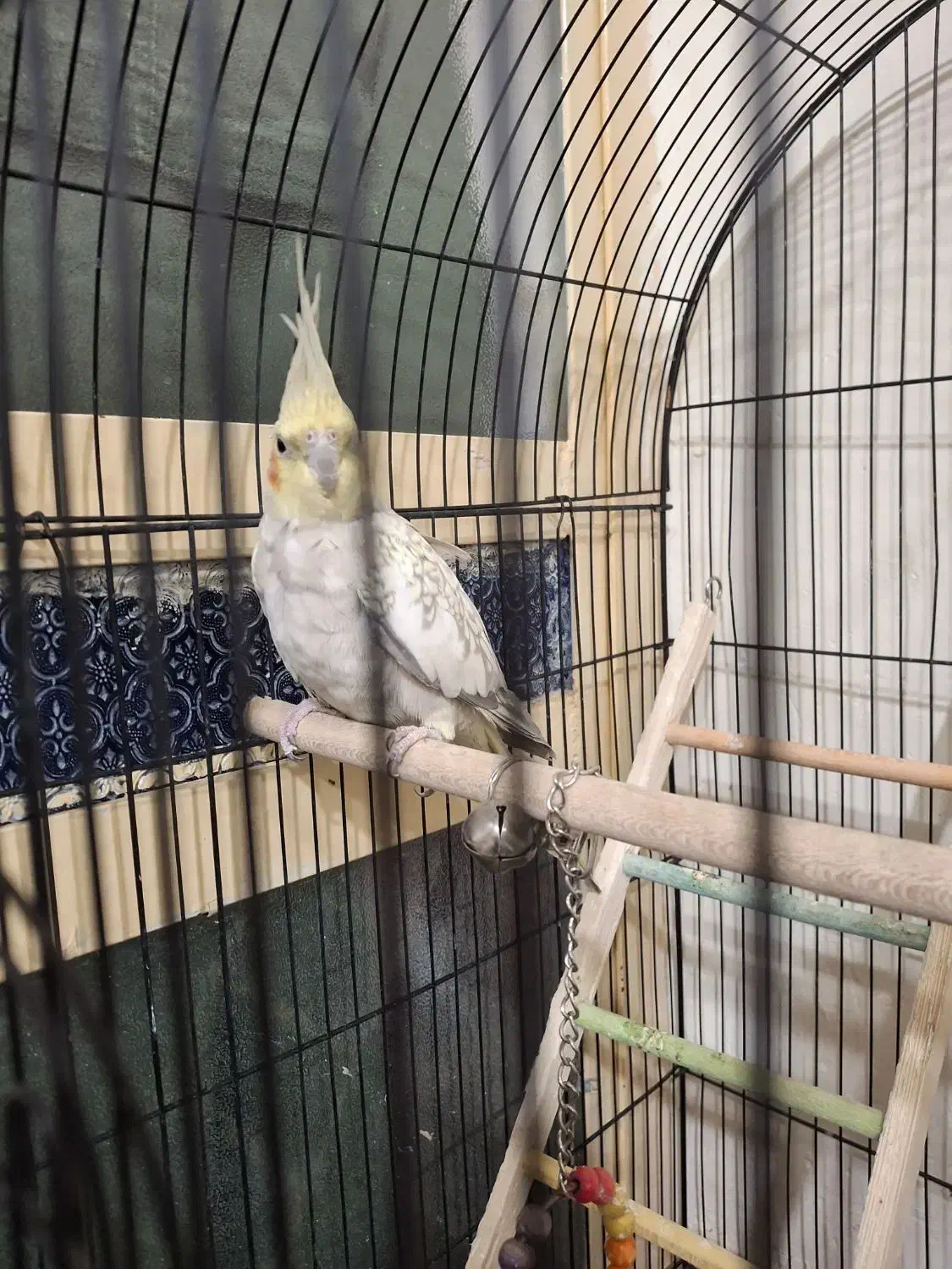 عروس هلندی ماده|پرنده|نی‌ریز, |دیوار