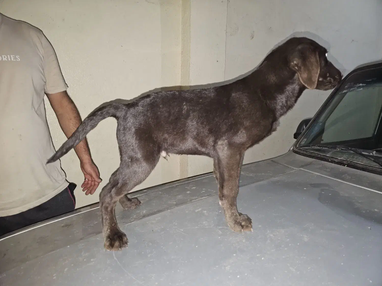 فروش توله لابرادور پنج ماهه اصیل|سگ|بابلسر, |دیوار