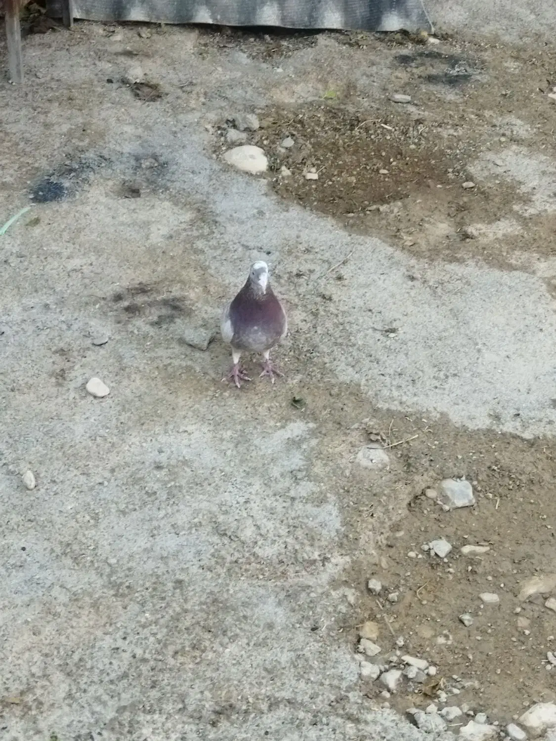 کبوتر|پرنده|آبدانان, |دیوار