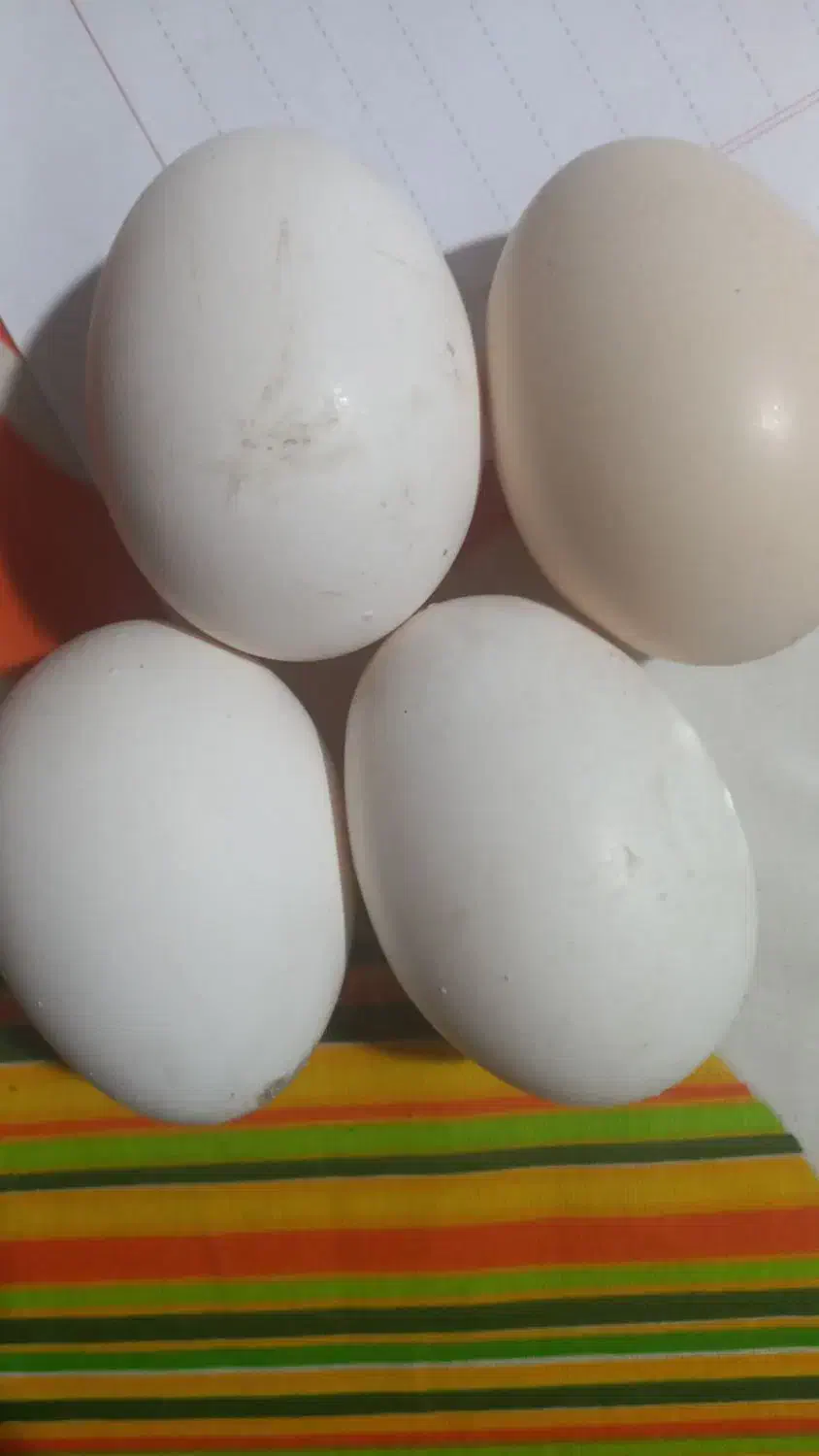 تخم مرغ محلی|خوردنی و آشامیدنی|زنجان, |دیوار